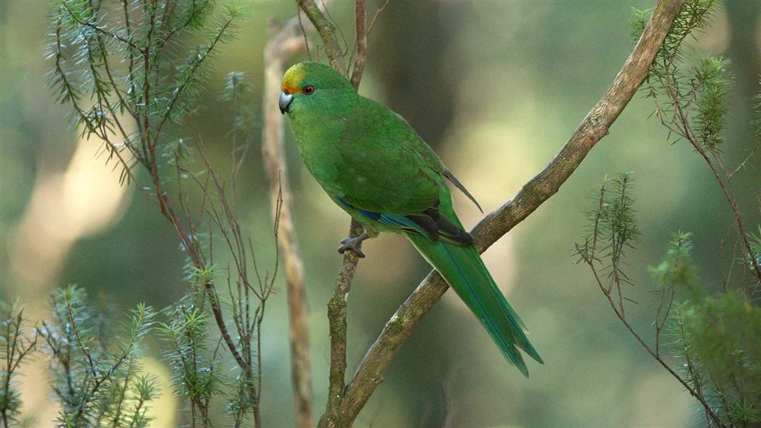 Department of Conservation